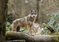 V Evropi veliko nihanje številčnosti volkov. Kaj je RAZLOG?