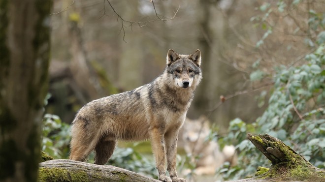 V Evropi veliko nihanje številčnosti volkov. Kaj je RAZLOG? (foto: Profimedia)
