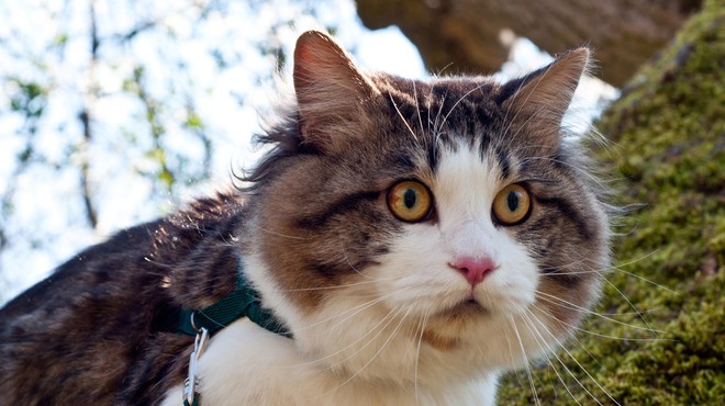 Je sprehajanje mačk na povodcu sprejemljivo? TO pravijo strokovnjaki! (foto: Profimedia)