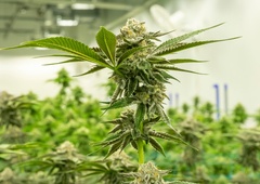 O vsem, kar industrija MARIHUANE noče, da bi vi vedeli!