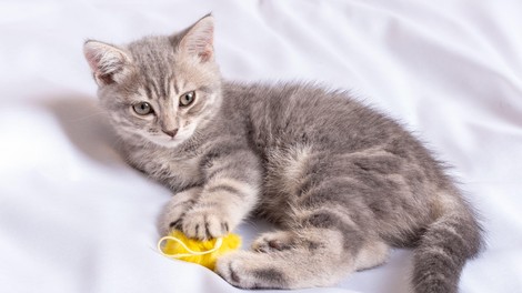 Veterinarjem je pandemija ponudila priložnost, da se še bolj povežejo