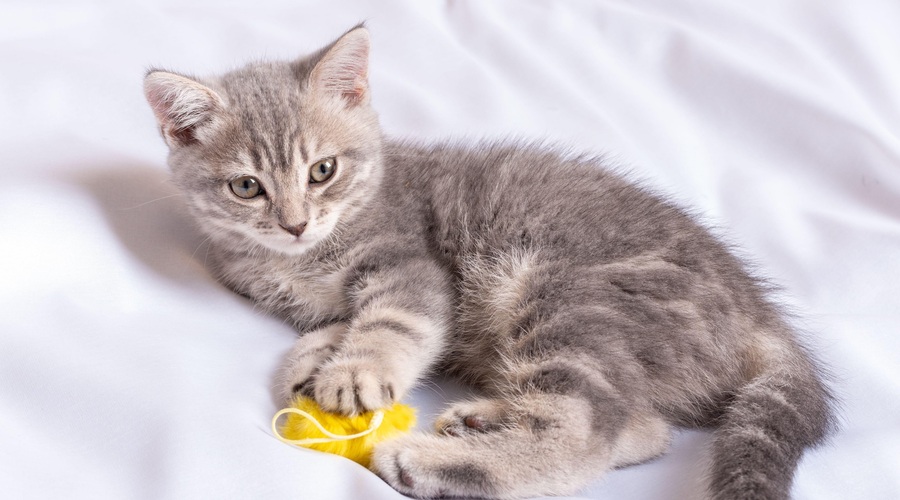 Veterinarjem je pandemija ponudila priložnost, da se še bolj povežejo (foto: Profimedia)