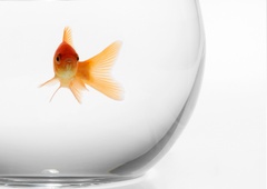 ZATO steklene bučke za zlato ribico nikakor niso primerne