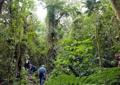 Čudež! Raziskovalci naleteli na divjo rožo, ki naj bi že izumrla