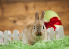 Kako je poljska žival postala "velikonočni zajček"?