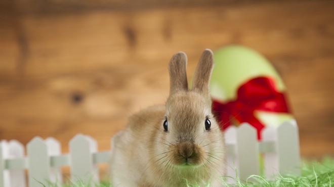 Kako je poljska žival postala "velikonočni zajček"? (foto: Profimedia)