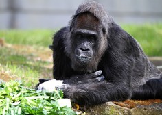 TOLIKO let je obeležila najstarejša gorila na svetu
