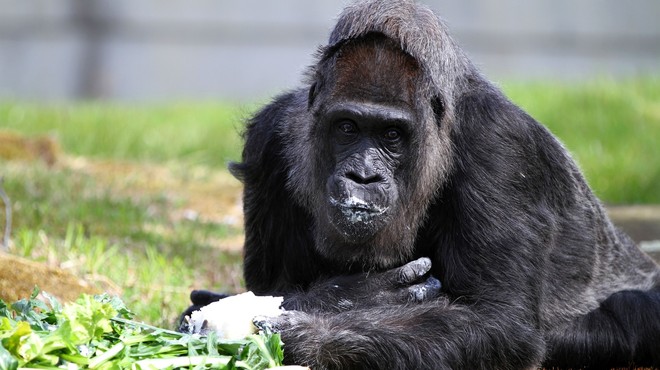 TOLIKO let je obeležila najstarejša gorila na svetu (foto: Profimedia)
