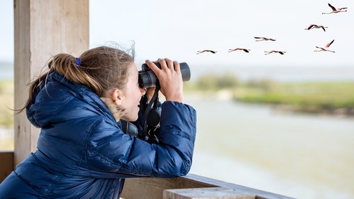 V Sloveniji opazili NOVO vrsto ptice, ki je prava REDKOST tudi v Evropi