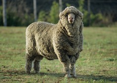 Neverjetno! Poglejte, koliko kilogramov volne ima merino ovca po 3 letih NESTRIŽENJA