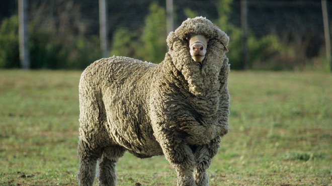 Neverjetno! Poglejte, koliko kilogramov volne ima merino ovca po 3 letih NESTRIŽENJA (foto: Profimedia)