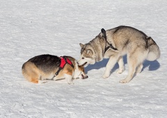 GANLJIVA ZGODBA o dveh pasjih prijateljih, ki sta postala zvezdi Instagrama