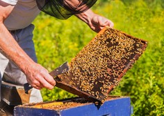 Nov UDAREC: ''To je NAJTEŽJI DAN v 26 letih našega čebelarstva''