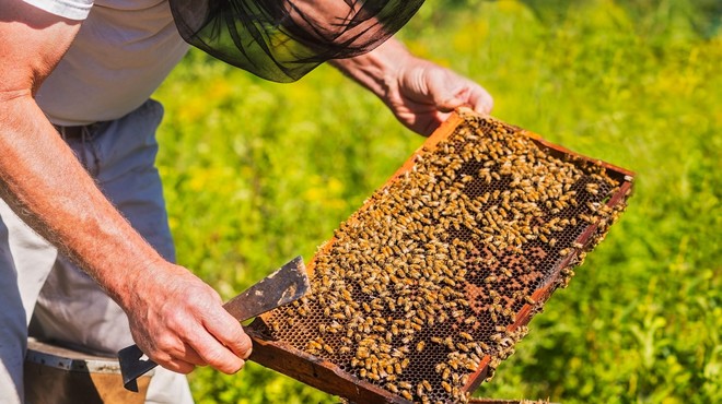 Nov UDAREC: ''To je NAJTEŽJI DAN v 26 letih našega čebelarstva'' (foto: Profimedia)