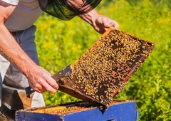 Nov UDAREC: ''To je NAJTEŽJI DAN v 26 letih našega čebelarstva''