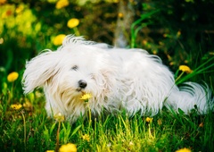 TO so znaki, da ima vaš pes spomladansko ALERGIJO