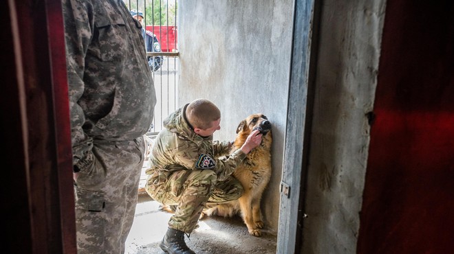 Požrtvovalni Ukrajinci pomagajo zapuščenim živalim preživeti v vojni (foto: Profimedia)