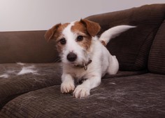 Kako se lastniki psov spopadajo s pretiranim izpadom živalskih dlak?