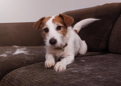 Kako se lastniki psov spopadajo s pretiranim izpadom živalskih dlak?
