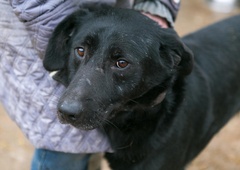 Poglejte, kaj že dva tedna počne ta kuža, ki mu je umrl lastnik