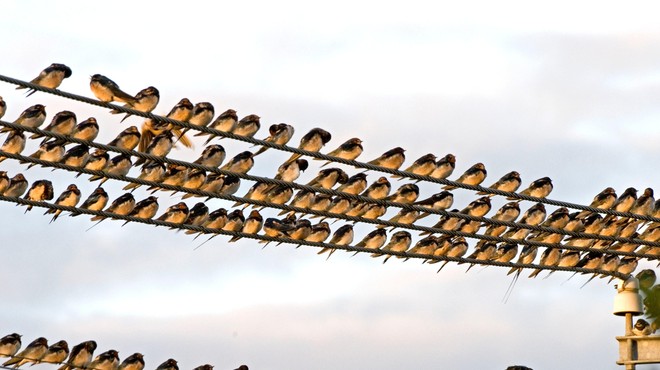 Jata ptic selivk okupirala hišo: strokovnjaki pojasnjujejo ZAKAJ (foto: Profimedia)