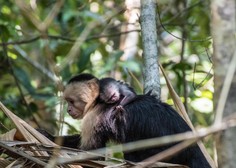 V živalskem vrtu se je skotila opica s prav posebnim ZNAKOM na obrazu