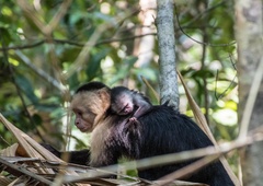 V živalskem vrtu se je skotila opica s prav posebnim ZNAKOM na obrazu