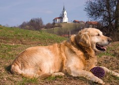 PREVIDNO predvsem na Primorskem: vašega psa lahko ogrožajo te živali