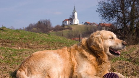 PREVIDNO predvsem na Primorskem: vašega psa lahko ogrožajo te živali