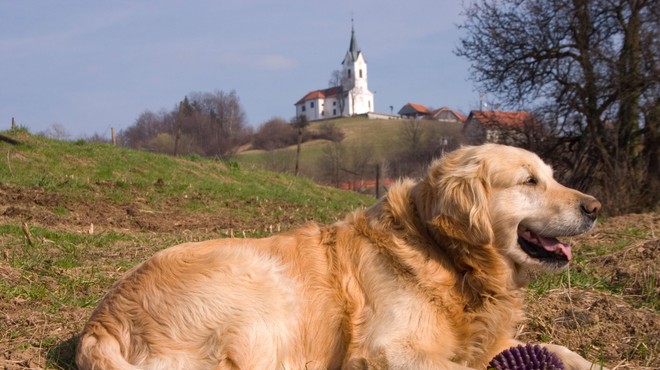 PREVIDNO predvsem na Primorskem: vašega psa lahko ogrožajo te živali (foto: Profimedia)