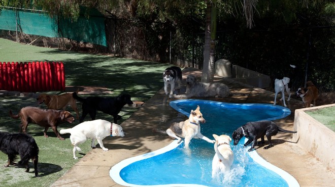 Na družbenih omrežjih završalo: KAJ se  dogaja za štirimi stenami pasjih varstev? (foto: Profimedia)