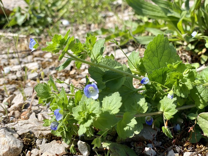 Perzijski jetičnik (Veronica persica). Priporočljiv za dodatek k juham, smutijem in solatam za spomladansko čiščenje telesa.