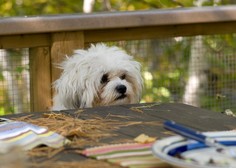ZATO kosti, ki ostanejo pri pikniku, niso primerne za psa