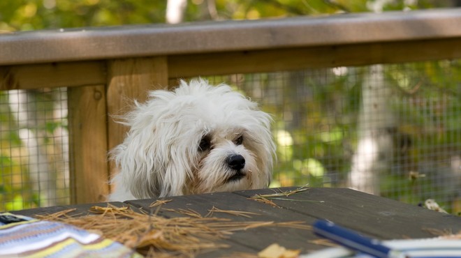 ZATO kosti, ki ostanejo pri pikniku, niso primerne za psa (foto: Profimedia)