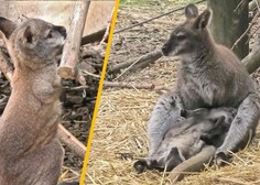PRIKUPEN VIDEO: Poglejte, kako je kengurujček iz ljubljanskega živalskega vrta prvič pokukal v svet