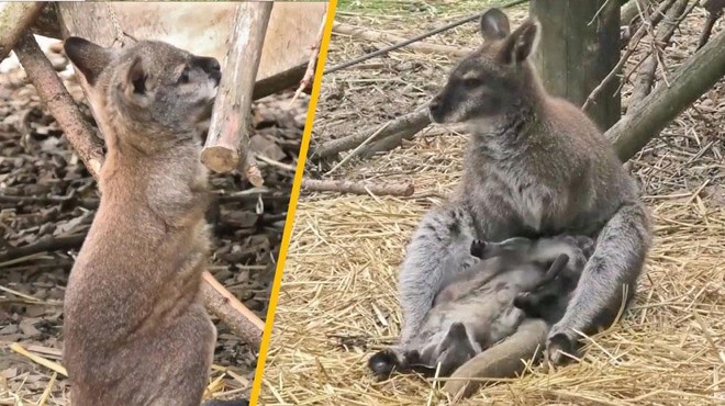 PRIKUPEN VIDEO: Poglejte, kako je kengurujček iz ljubljanskega živalskega vrta prvič pokukal v svet (foto: Posnetek zaslona/Facebook ZOO Ljubljana/fotomontaža)