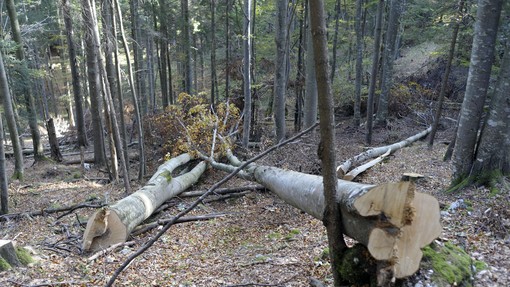 V gozdu se je zgodila smrtna nesreča