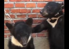 Žalostna usoda cirkuških živali: kako učijo medvedke stati na nastopih!