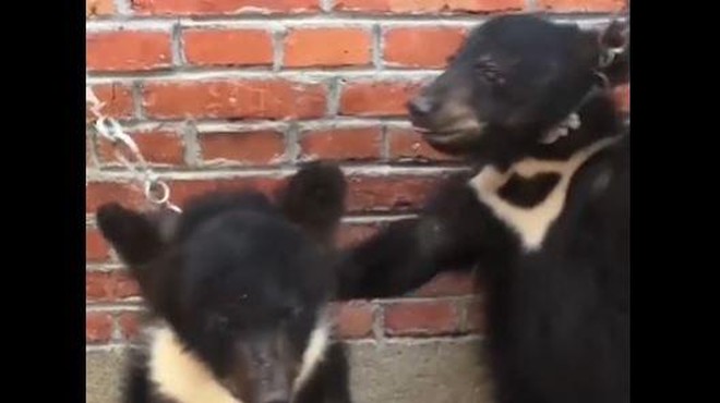 Žalostna usoda cirkuških živali: kako učijo medvedke stati na nastopih! (foto: Posnetek zaslona/Twitter/Peta)