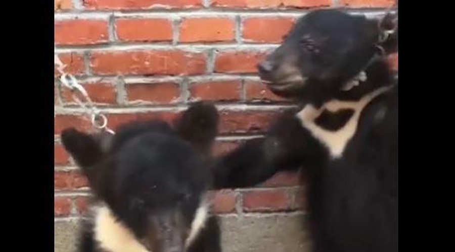 Žalostna usoda cirkuških živali: kako učijo medvedke stati na nastopih! (foto: Posnetek zaslona/Twitter/Peta)