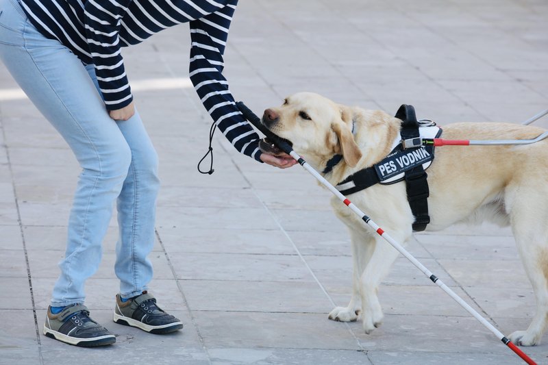 Maša bi lahko svojo palico našla tudi sama, a jo s Skyevo pomočjo dobi veliko hitreje.