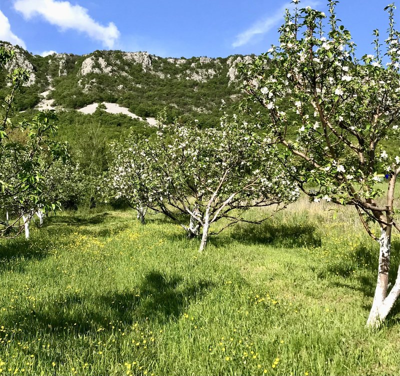 V sadovnjakih je priporočljiva selektivna košnja. Med drevesi pustimo pas višje trave, pod drevesi pa ohranjamo nižjo.