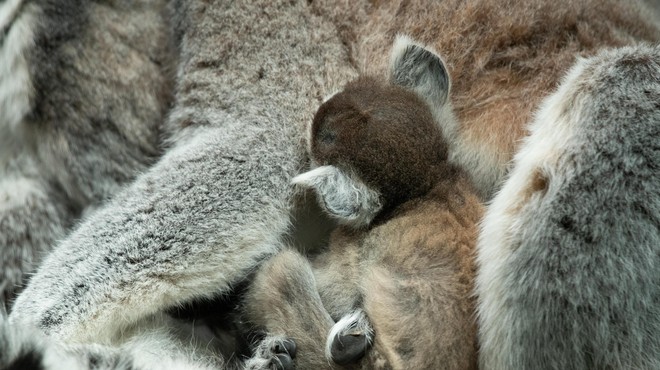 Poglejte prikupne mladičke najbolj ogroženih primatov na svetu (foto: Profimedia)
