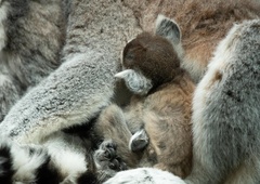 Poglejte prikupne mladičke najbolj ogroženih primatov na svetu