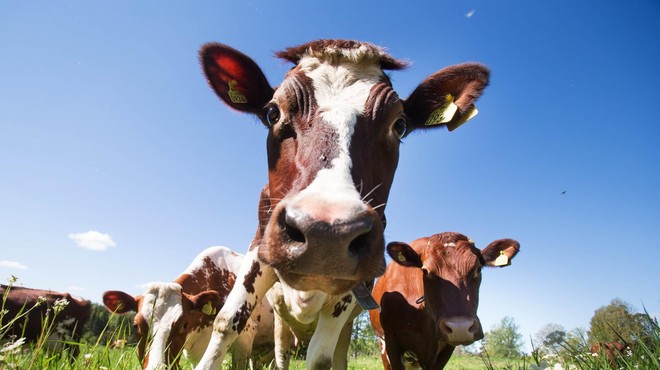 Izjemno! Ne boste verjeli, česa vse se da NAUČITI krave! (foto: Profimedia)