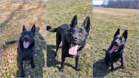 Prikupen policijski kuža čaka na vas