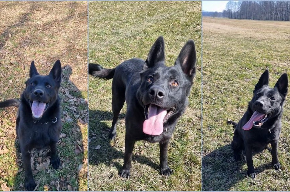 Prikupen policijski kuža čaka na vas (foto: Policija)