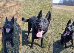 Prikupen policijski kuža čaka na vas