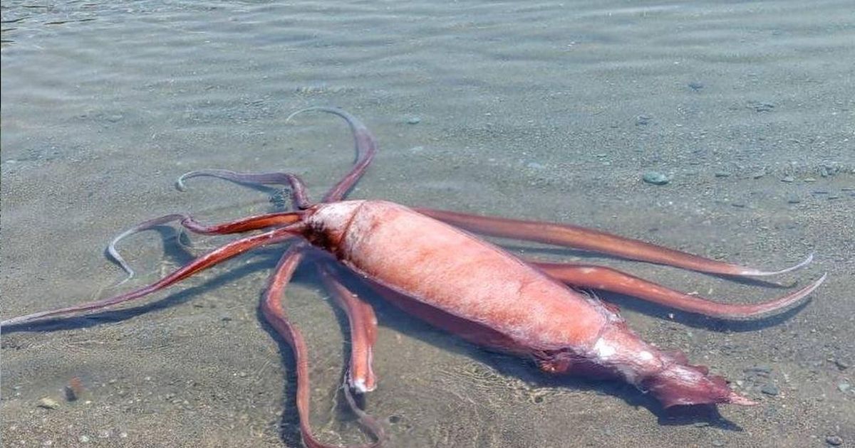 Izjemno redek prizor: še en ORJAŠKI ligenj priplaval iz globin in ...