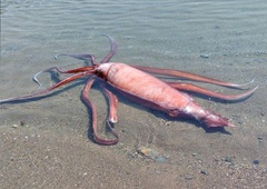 Izjemno redek prizor: še en ORJAŠKI ligenj priplaval iz globin in nasedel na obali!